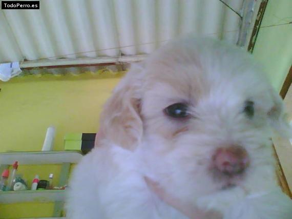 Foto del perro Candy