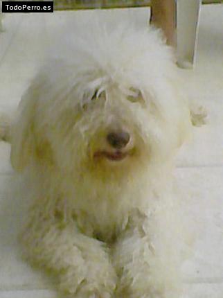 Foto del perro Tracy