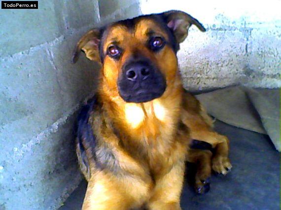 La foto del perro Ronny Foto del perro Ronny