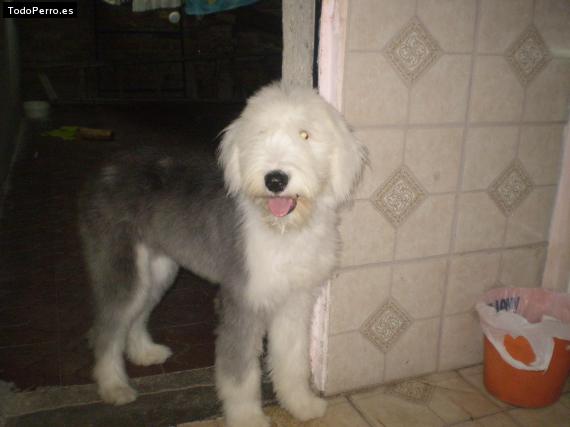 La foto del perro Lina Foto del perro Lina