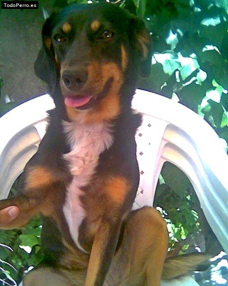 Foto del perro Sibarita