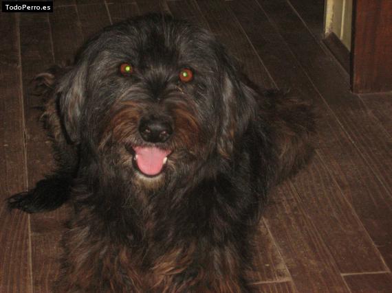 Foto del perro Jady