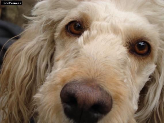 La foto del perro Peluza Foto del perro Peluza