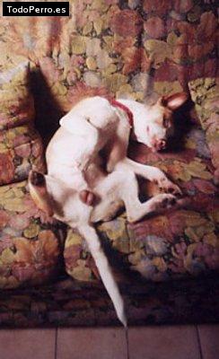 Foto del perro Valentín