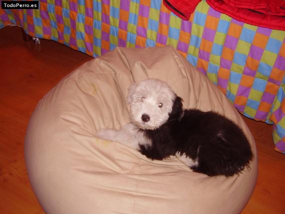 La foto del perro Lorenzo Foto del perro Lorenzo