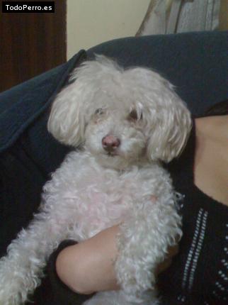 La foto del perro Perla Foto del perro Perla