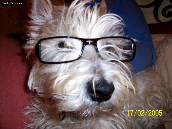 Foto del perro Wilma