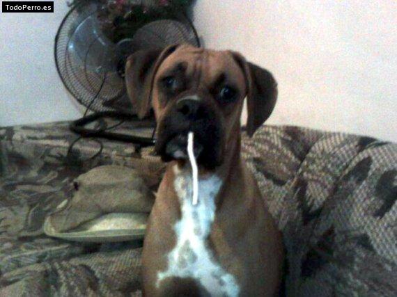 Foto del perro Ceiba