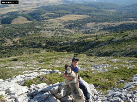 La foto del perro Rex Foto del perro Rex