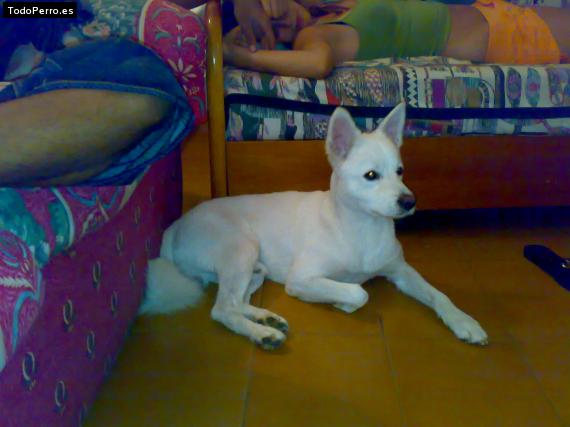 La foto del perro Pipo Foto del perro Pipo