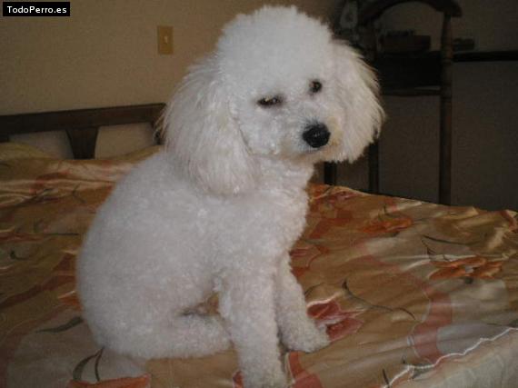 Foto del perro Cuti