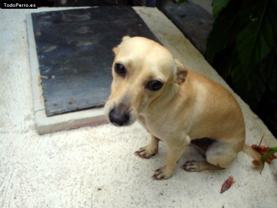 La foto del perro Romeo Foto del perro Romeo