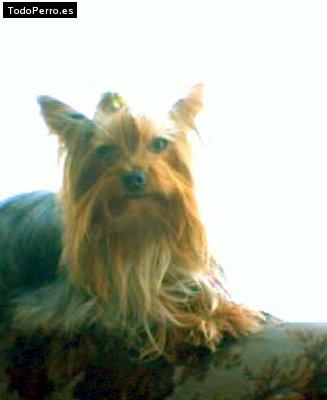 Foto del perro Salemn