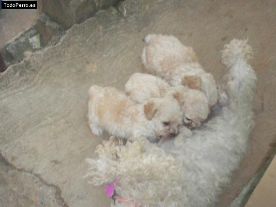 Foto del perro Camila