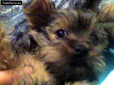 La foto del perro Camila Foto del perro Camila