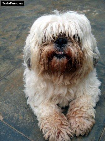 Foto del perro Brandy