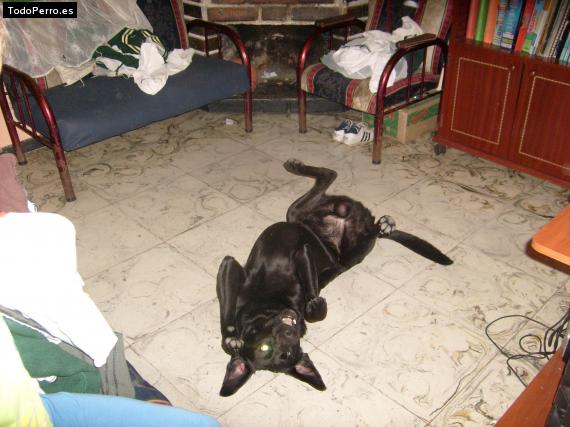 La foto del perro