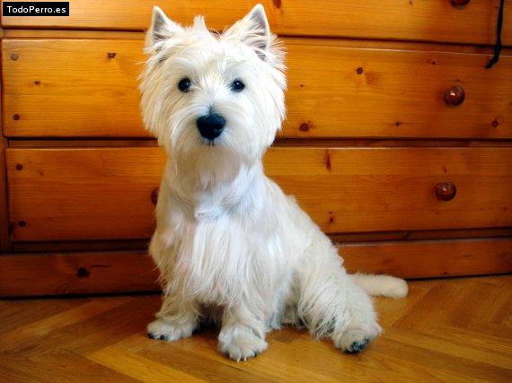 Foto del perro Rex