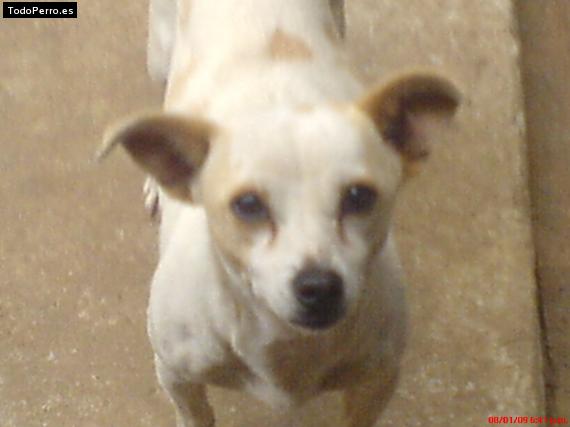 La foto del perro Princesa Foto del perro Princesa