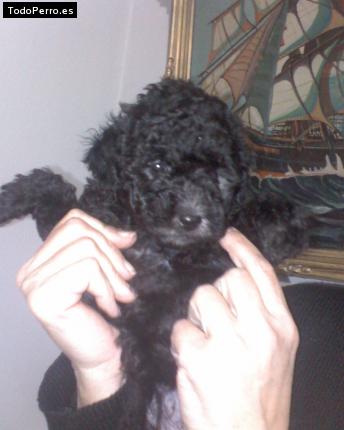 Foto del perro Himeko