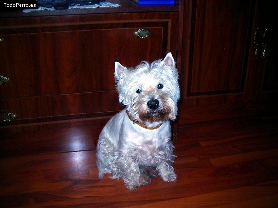 Foto del perro Tomy