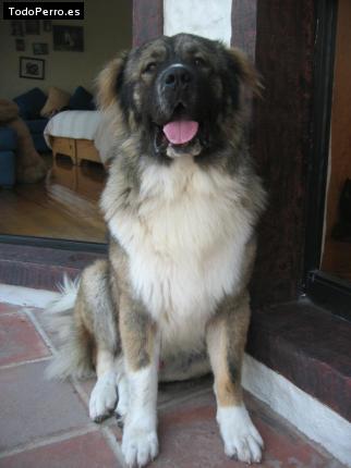Foto del perro Enzo