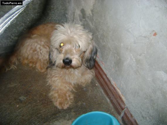 Foto del perro Tommy