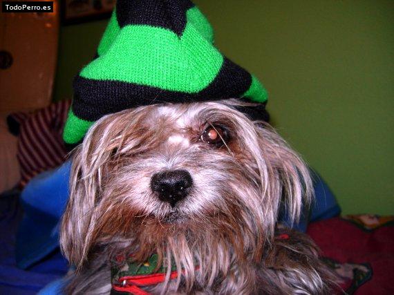 Foto del perro Summy