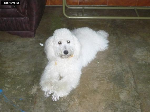 Foto del perro Chavito