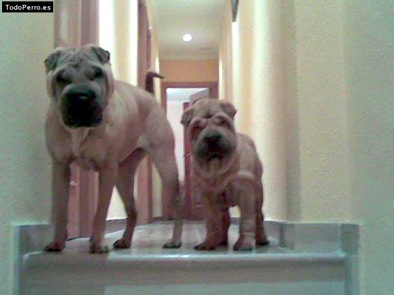 Foto del perro Brako y yuna