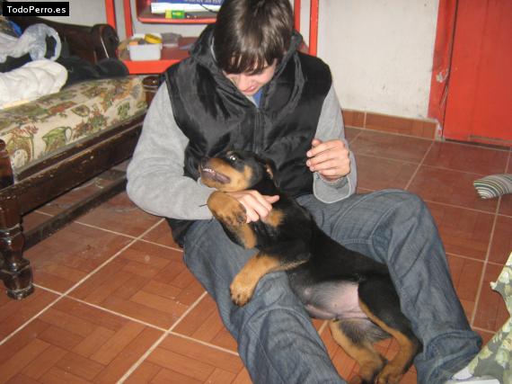 La foto del perro