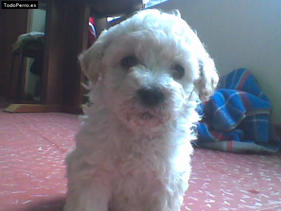 Foto del perro Candy
