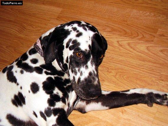 Foto del perro Broko