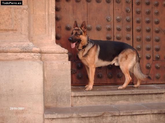 La foto del perro