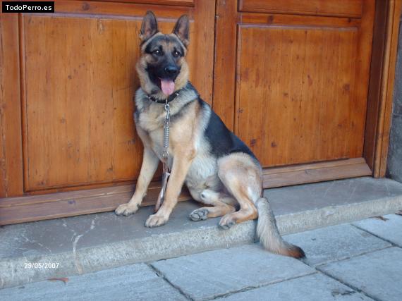 La foto del perro