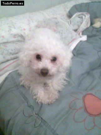 Foto del perro Crash