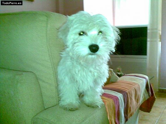 Foto del perro Murphy