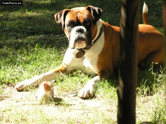 Foto del perro Riton