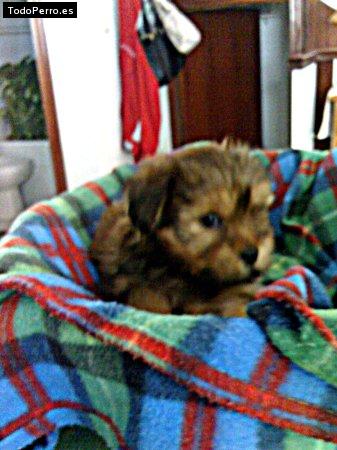 La foto del perro Goku Foto del perro Goku