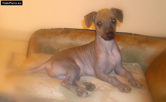 Foto del perro Rita