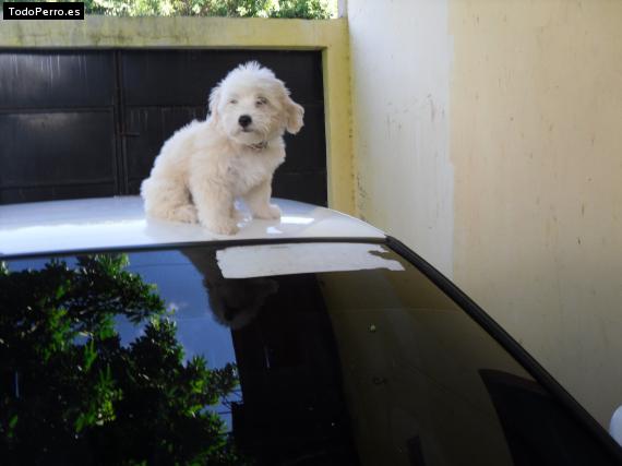 La foto del perro Princessa Foto del perro Princessa