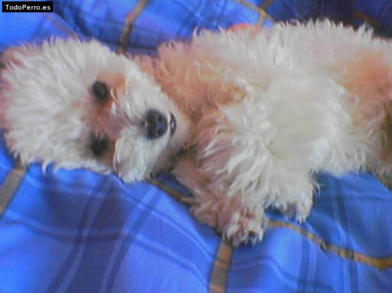 La foto del perro Wanda Foto del perro Wanda