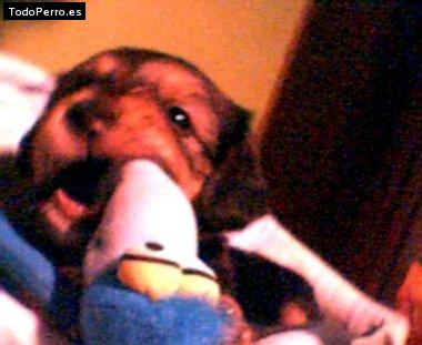 La foto del perro Galleta Foto del perro Galleta