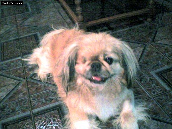 Foto del perro Teddy tommy