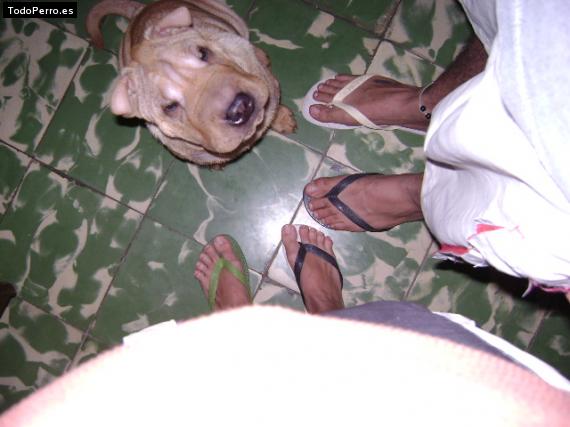 La foto del perro