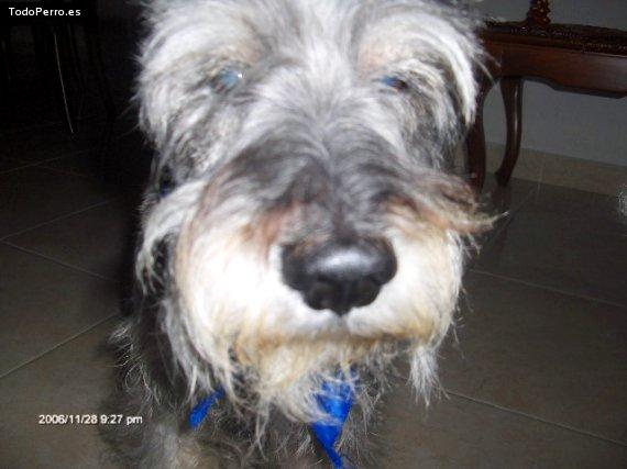 Foto del perro Toby andres 