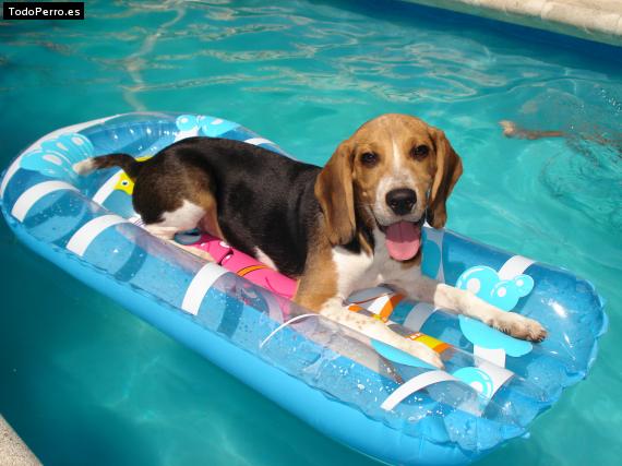 La foto del perro