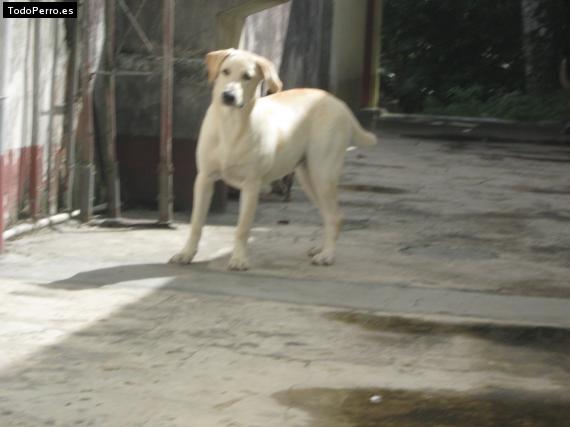 Foto del perro Missie