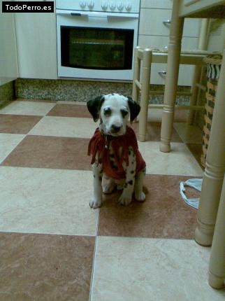 Foto del perro Ringo