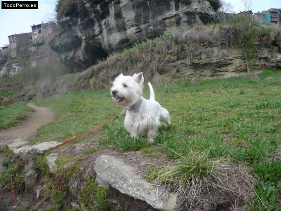 La foto del perro
